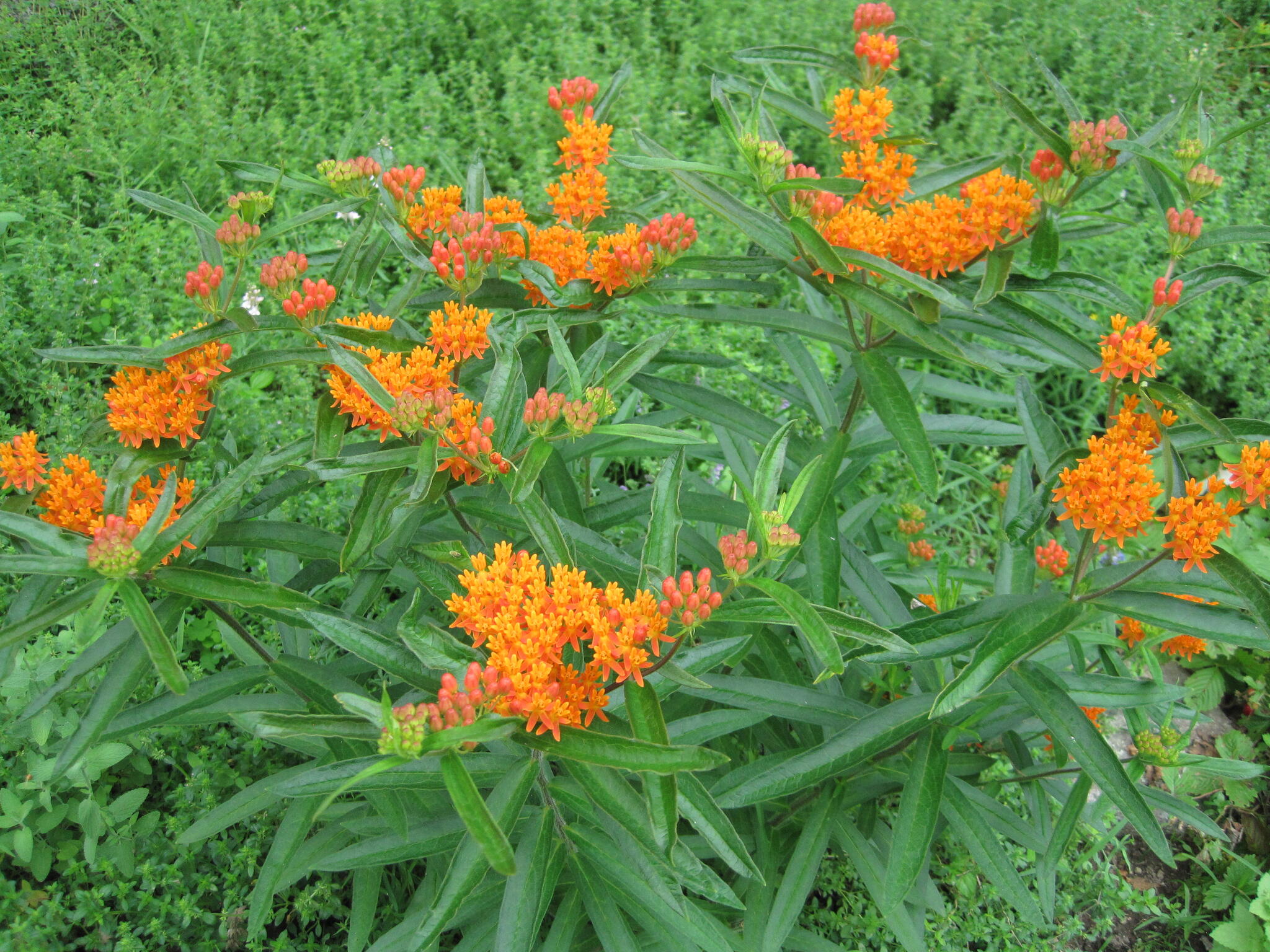 Butterfly weed blooming in a lush garden.